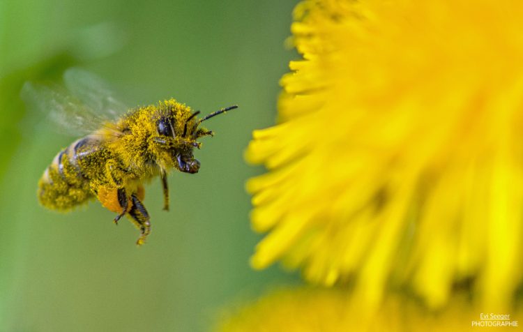 Biene Bilanz Blühende Naturparke